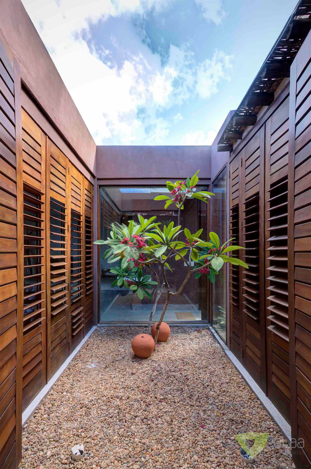 OLAA gameleira44.JPG